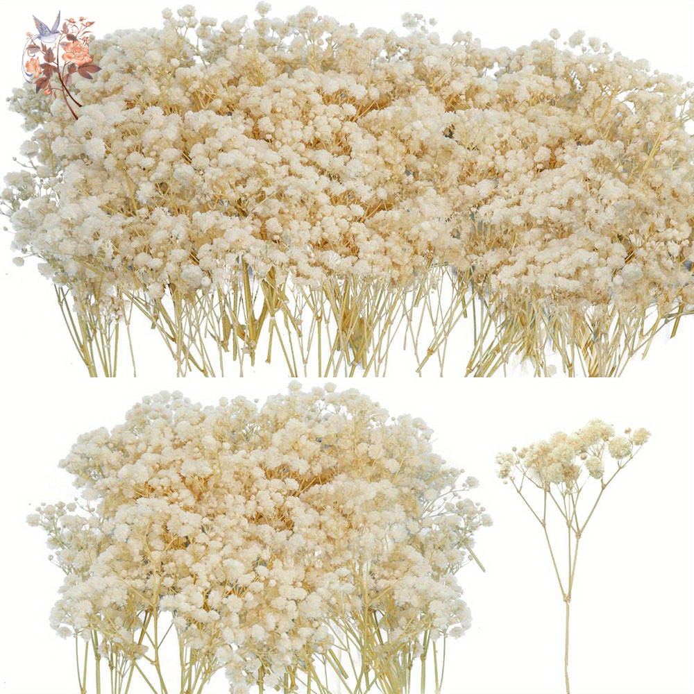 Candle Making Los Angeles - Mini fiore di gypsophila essiccato fai